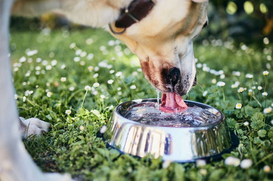 Summer Safety Tips for Keeping Your Dog Hydrated and Healthy