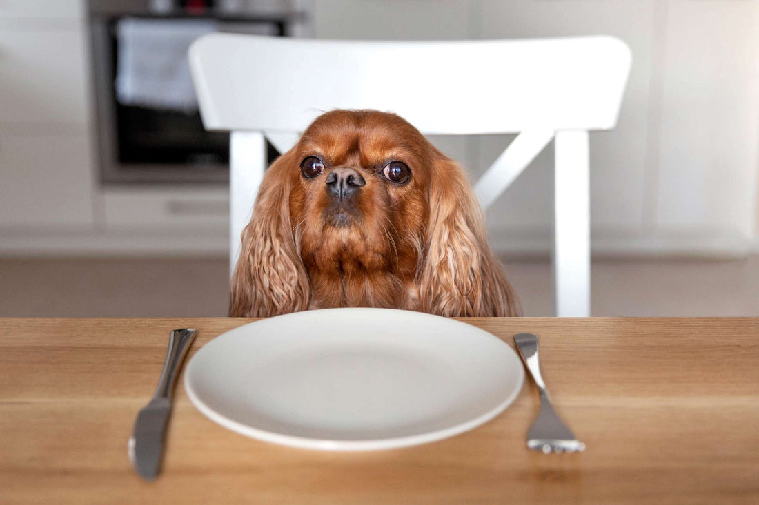 Choosing the Right Dog Food: Decoding Labels and Ingredients