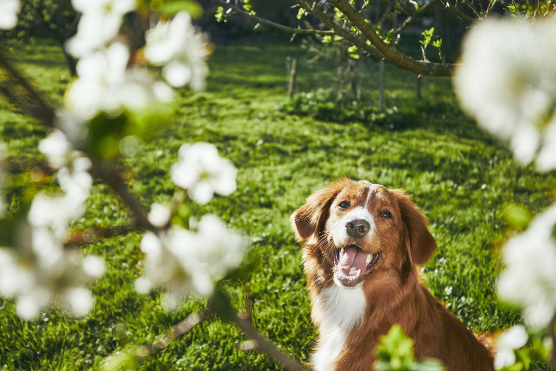 How to Create a Dog-Friendly Garden: Plants to Avoid and Include