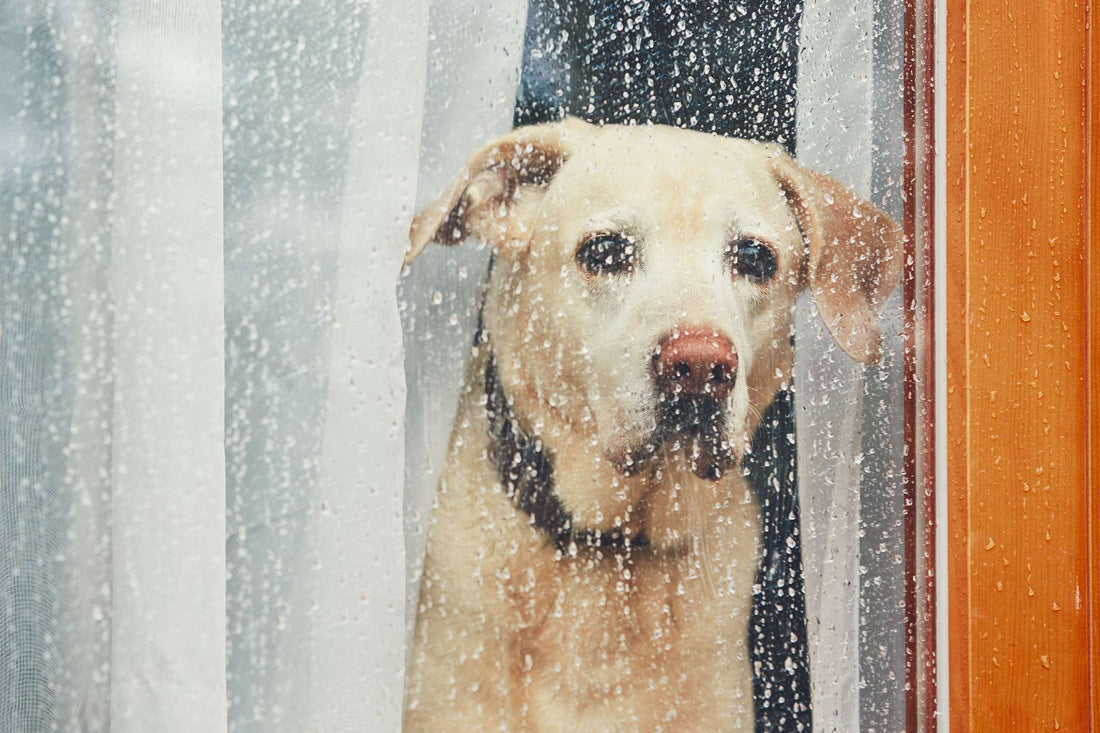 Helping Your Dog Cope with Separation Anxiety: Practical Strategies