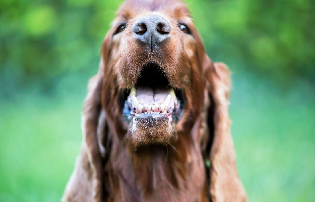 The Importance of Dental Health in Dogs: A Comprehensive Guide