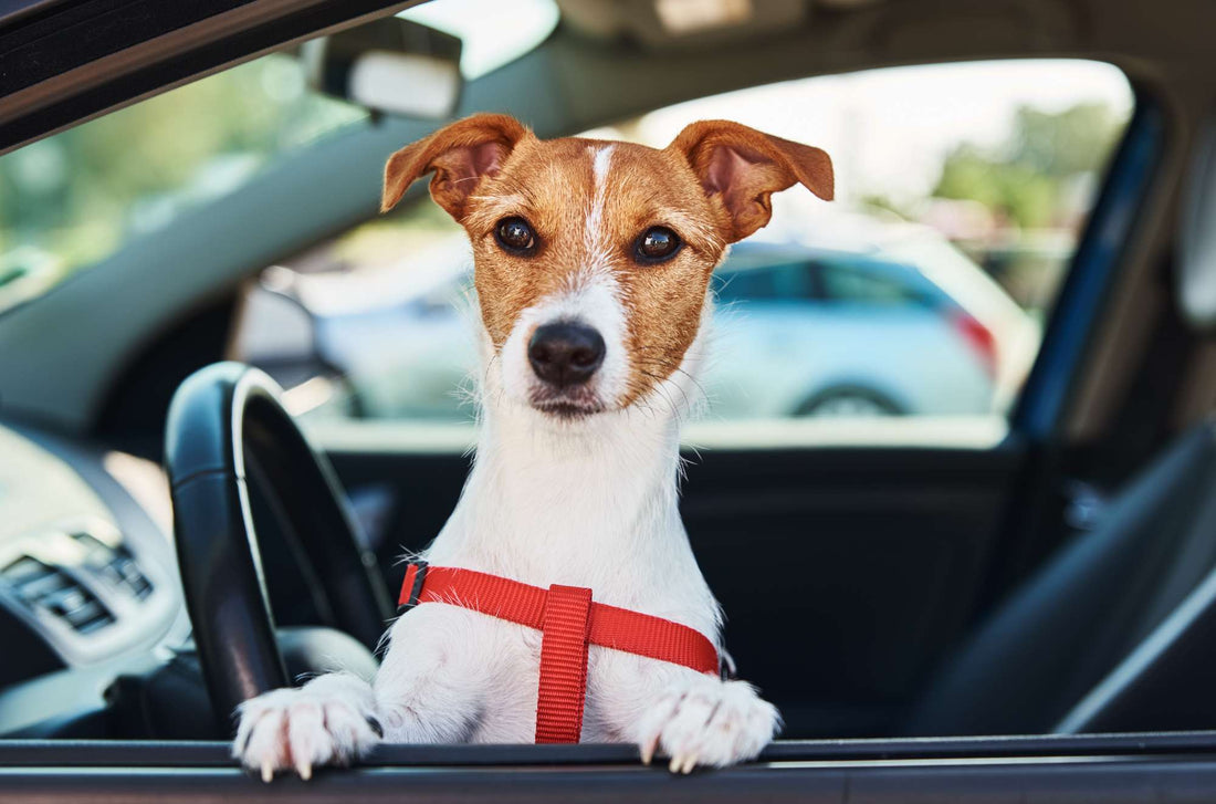 Traveling with Dogs: Tips for a Stress-Free Journey