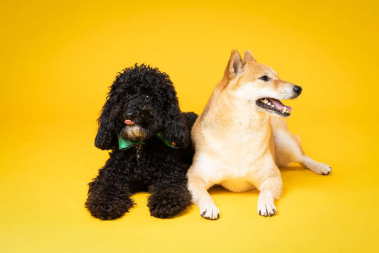 Understanding the Different Dog Breeds: Choosing the Right Match TAILORING YOUR COMPANIONSHIP: A GUIDE TO SELECTING THE PERFECT DOG BREED