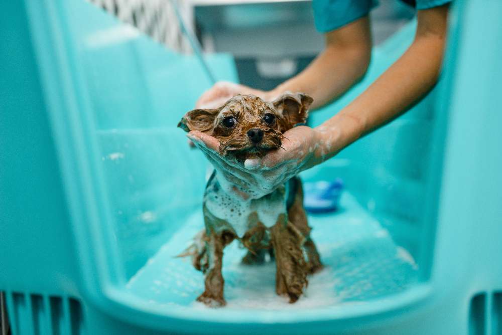 The Surprising Health Benefits of Regular Dog Baths